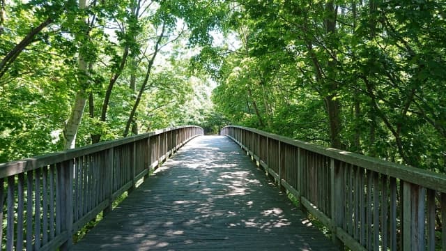 暑い夏を快適に！日差しに強い庭木で涼しい家をつくろう