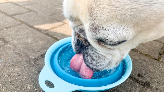 愛犬・愛猫を熱中症から守る！家と庭で今すぐできる熱中症対策テクニック